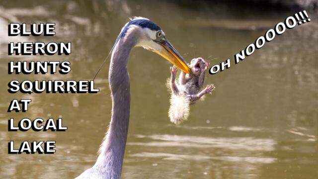 Great Blue Heron Eats Screaming Squirrel in One Bite! Birding in San Diego (Lakeside)