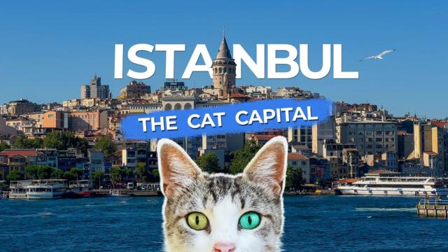 You’ve Never Seen So Many Cats Before! | Istanbul - Cat City | Cinematic Short Film 4K