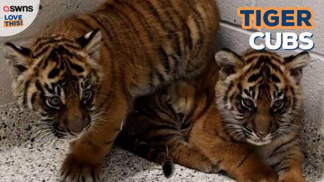 Three fierce sumatran tiger cubs born! 🐯 | LOVE THIS!