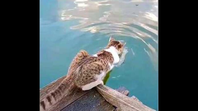 Котка плува във водата! Когда не хочется - а надо! #shorts #cats #кошки #интересныйслучай