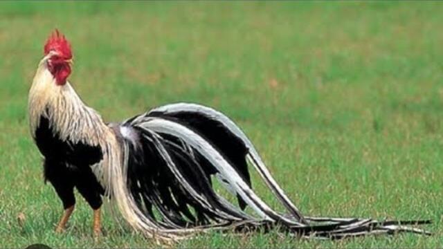 The most beautiful breeds of roosters