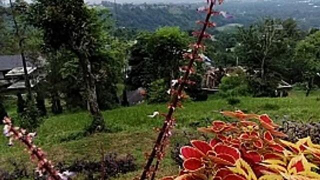 Beautiful flowers - Soledad