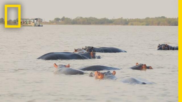 Bull Shark vs Hippo | Secrets of the Bull Shark