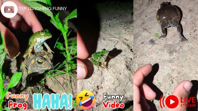 Boing boing the frogs how catch Frogs Funny - Funny catching frogs for laughs #funnyfrog #funny