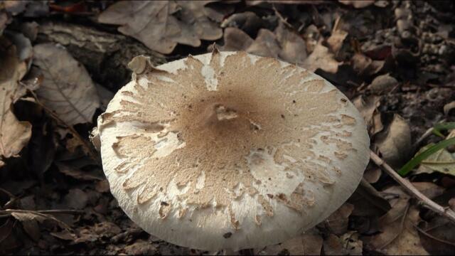 Macrolepiota excoriata  -  Lepiota excoriada