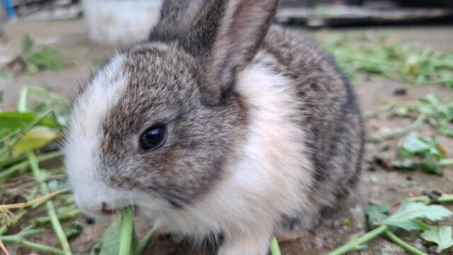 Rabbits at Home: The Ultimate Guide to Their Behavior, Feeding, and Care!