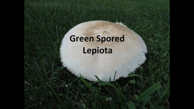 Poisonous Mushrooms in Pennsylvania: Green Spored Lepiota