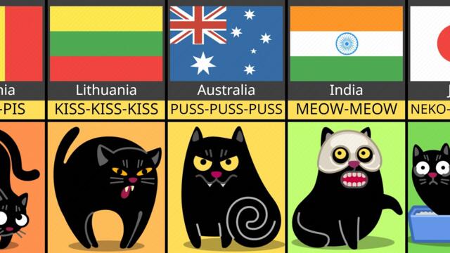 Comparison: How People Call Cats In Different Countries