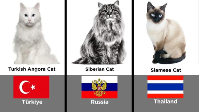 Most Beautiful Cats Breeds Live In Different Regions | Comparison List Info