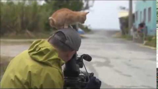 Kitten befriending a cameraman