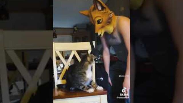 cats getting scared of cat masks