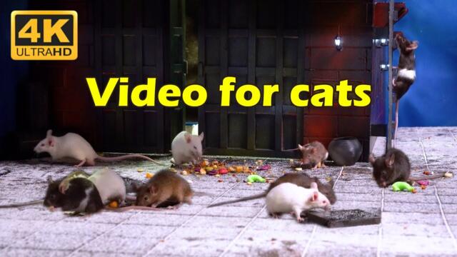 Cat TV: Ultimate Hide & Seek Challenge for Cats with Tiny Mice in 4K UHD - 3 Hours | Catflix