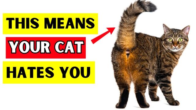 9 SECRET Cat Tail Signs (I Bet You Don’t Know them All!)