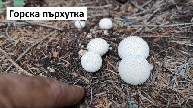 Горска пърхутка, Зърнеста пърхутка