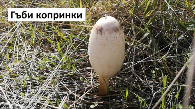 Гъби копринки