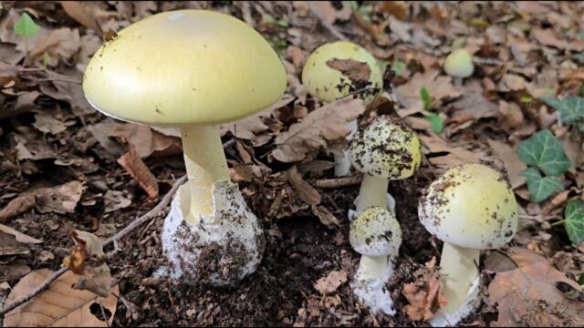 Зелена мухоморка, Amanita phalloides