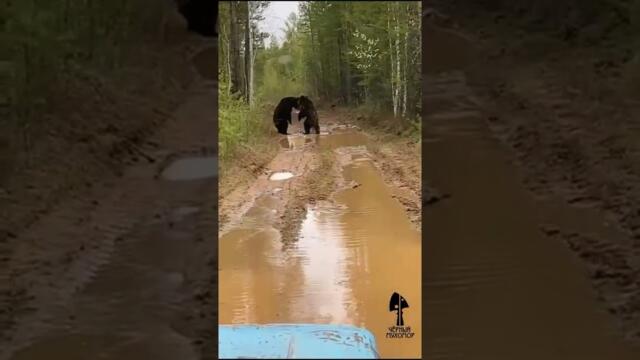 Битва медведей в Пензенской области, видео от Чёрного Мухомора.