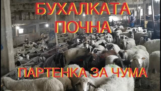 БАБХ И ЗАГОВОРА С ЧУМАТА! Хората: И тези ли са “болни” като в Странджа?! Да смачкаш овчар - пускаш сигнал за чума и сопата иде