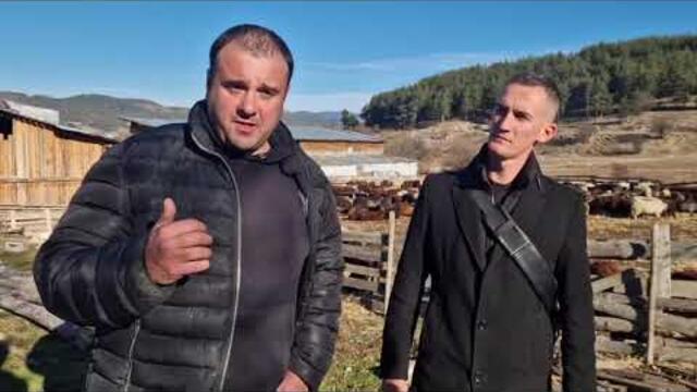 Спонсор на ГЕРБ е поръчителя! Случаят във Велинград с чумата по овцете - още една гледна точка