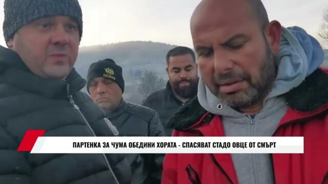 ПАРТЕНКА ЗА ЧУМА ОБЕДИНИ ХОРАТА -  СПАСЯВАТ СТАДО ОВЦЕ ОТ СМЪРТ