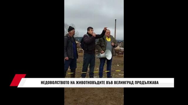 НЕДОВОЛСТВОТО НА ЖИВОТНОВЪДИТЕ ВЪВ ВЕЛИНГРАД НЕ СТИХВА
