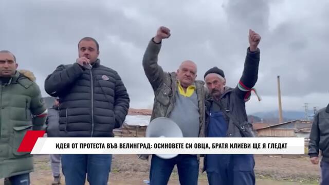 ИДЕЯ ОТ ПРОТЕСТА ВЪВ ВЕЛИНГРАД: ОСИНОВЕТЕ СИ ОВЦА,  БРАТЯ ИЛИЕВИ ЩЕ Я ГЛЕДАТ