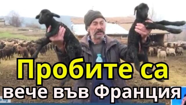 Пробите от овцете във Велинград са вече в Монпелие