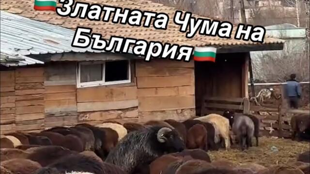 Овцете във Велинград - 🇧🇬Златната Чума на България🇧🇬