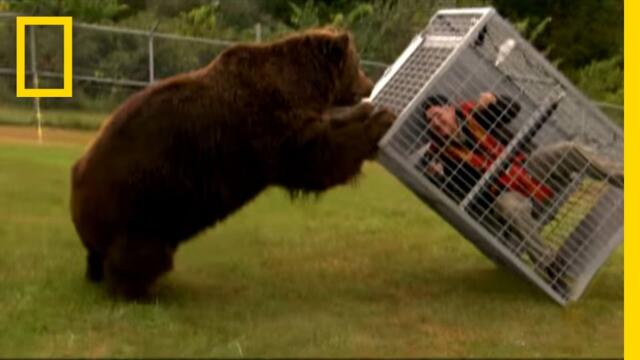 Кафява мечка от Аляска демонстрира силата си на човек в клетка