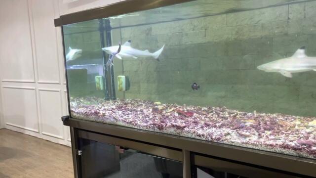 Shark at aquarium eating catfish