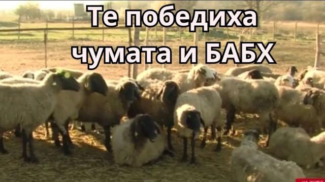 Овцете, които победиха чумата и БАБХ - Овцете във Велинград