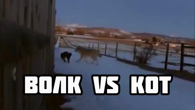 Схватка  волка 🐺 и домашнего кота 🐈‍⬛ , кто возьмёт верх !? Ты не поверишь ‼️ 😳