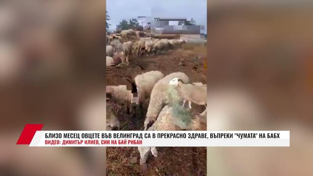 БЛИЗО МЕСЕЦ ОВЦЕТЕ ВЪВ ВЕЛИНГРАД СА В ПРЕКРАСНО ЗДРАВЕ, ВЪПРЕКИ "ЧУМАТА" НА БАБХ