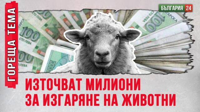 26 милиона са дадени на БАБХ за изгаряне на животни, фирми ги източват. Не да плащат обезщетения!
