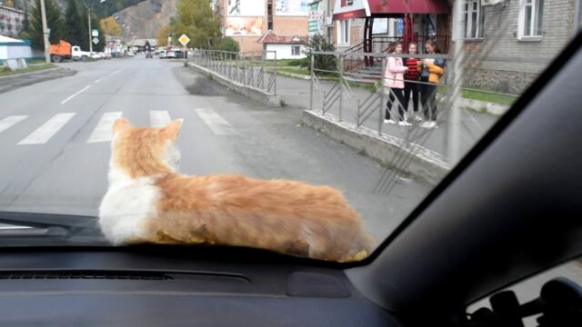 Бесстрашный кот на капоте авто - Забавно клипче
