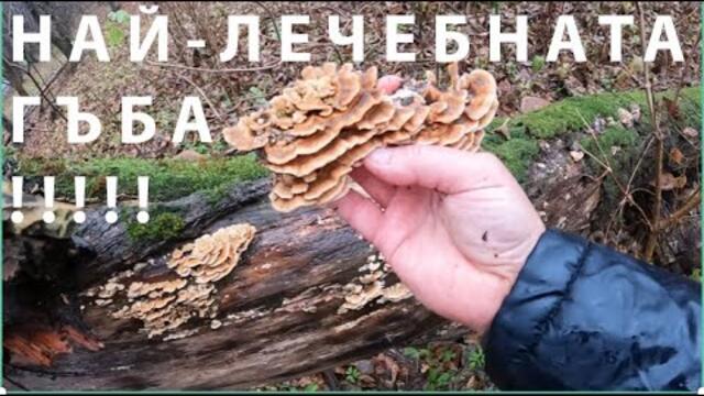ПУЕШКА ОПАШКА - НАЙ-ЛЕЧЕБНАТА ГЪБА HEALTHIEST MUSHROOM TURKEYTAIL