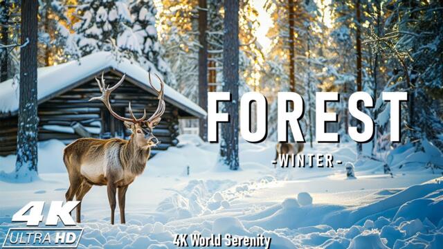 Winter Forest 4K ❄️ Enchanting Winter Wonderland, Relaxation Film with Calming Music.