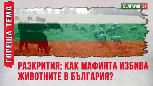 ЗАГОВОР- Какви отвратителни причини стоят зад избиването на хиляди здрави овце в България?