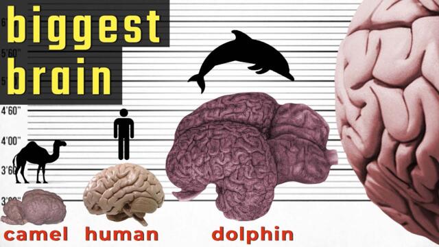 Biggest Brain in the World - Size Comparison | Comparison of Brain Size in the World | World INFO