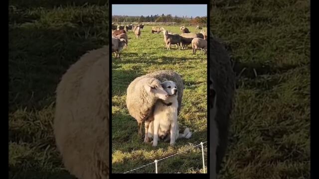 Куче и овца - Wenn ein Schaf 🐑 dich mag !! 😍😍 #video #movie #youtube #shorts #shortvideo #fyp #short