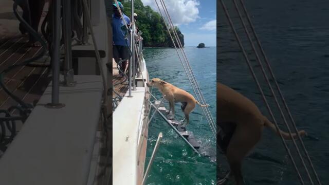 Dog Swims Back to the Boat, Climbs the Ladder, Pauses for a Rinse, and Steps Onto the Deck