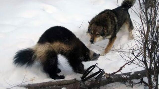 Росомаха из семейства куньих. Что помогает ей в битвах с крупными животными?