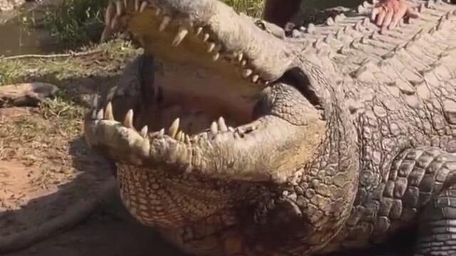 Terrifying sound made by Henry, the world’s oldest crocodile at 124 Years Old