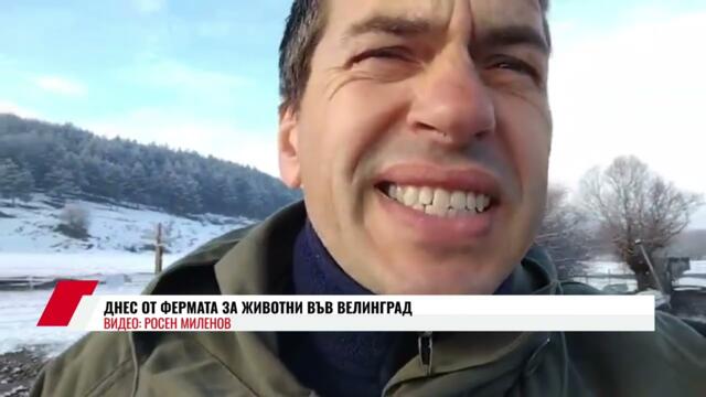 ДНЕС ОТ ФЕРМАТА ВЪВ ВЕЛИНГРАД - Росен Миленов