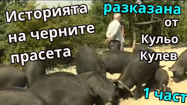 Източнобалканска свиня - представена от Кульо Кулев - 1 част