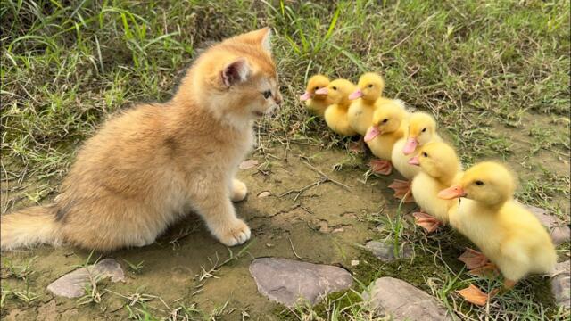 Коте и патета - The kitten is so funny,taking the duck to find treasure!The treasure contains delicious food.so cute