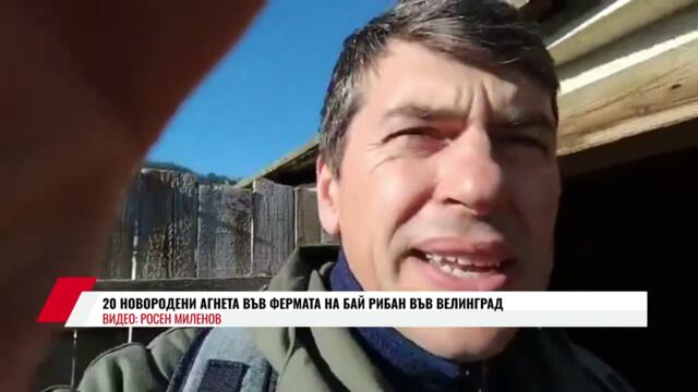 20 НОВОРОДЕНИ АГНЕТА ВЪВ ФЕРМАТА НА БАЙ РИБАН ВЪВ ВЕЛИНГРАД