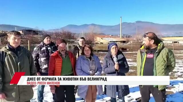 ДНЕС ОТ ФЕРМАТА ЗА ЖИВОТНИ ВЪВ ВЕЛИНГРАД - 1.1.2025