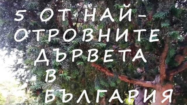 НАЙ-ОТРОВНИТЕ ДЪРВЕТА В БЪЛГАРИЯ POISONOUS TREES OF BULGARIA #plants #garden #tree #poisonousplants