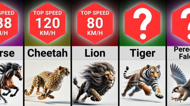 Comparison: The Speed Of The Fastest Animals – Who Is The Ultimate Champion.?